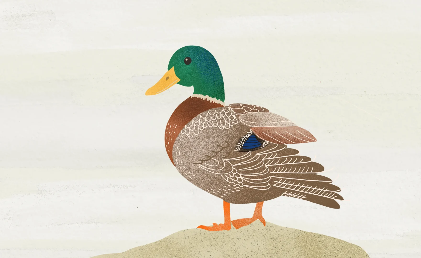 illustration of duck by lolita Cortes